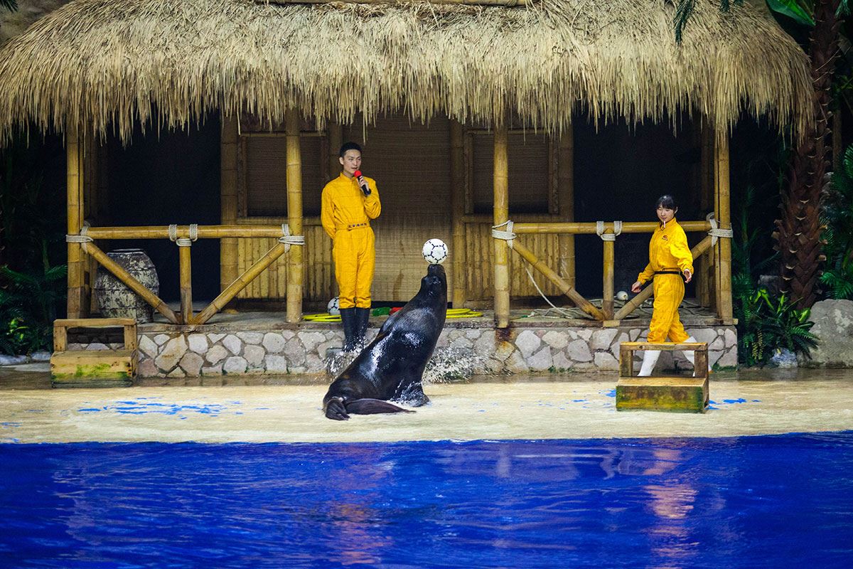 Цирковое шоу с тюленями в пекинском океанариуме