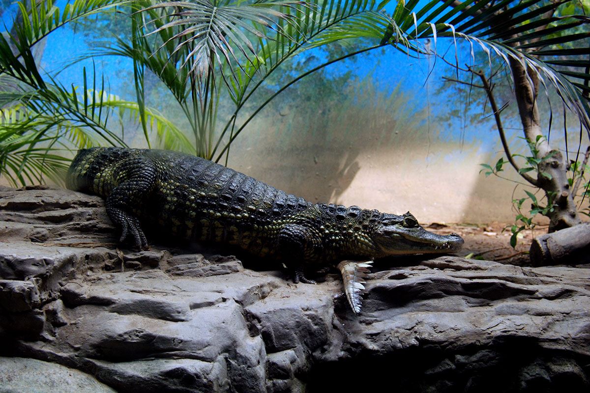 Крокодил в пекинском зоопарке