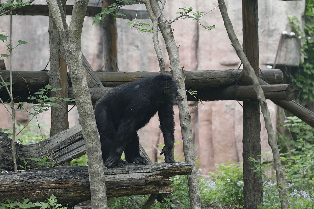 Горилла в пекинском зоопарке